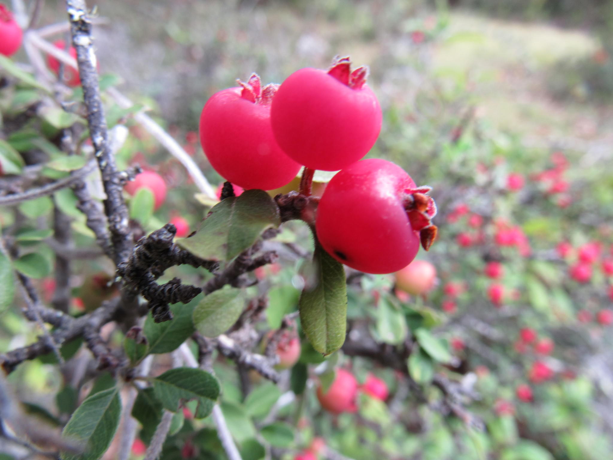 Malacomeles denticulata